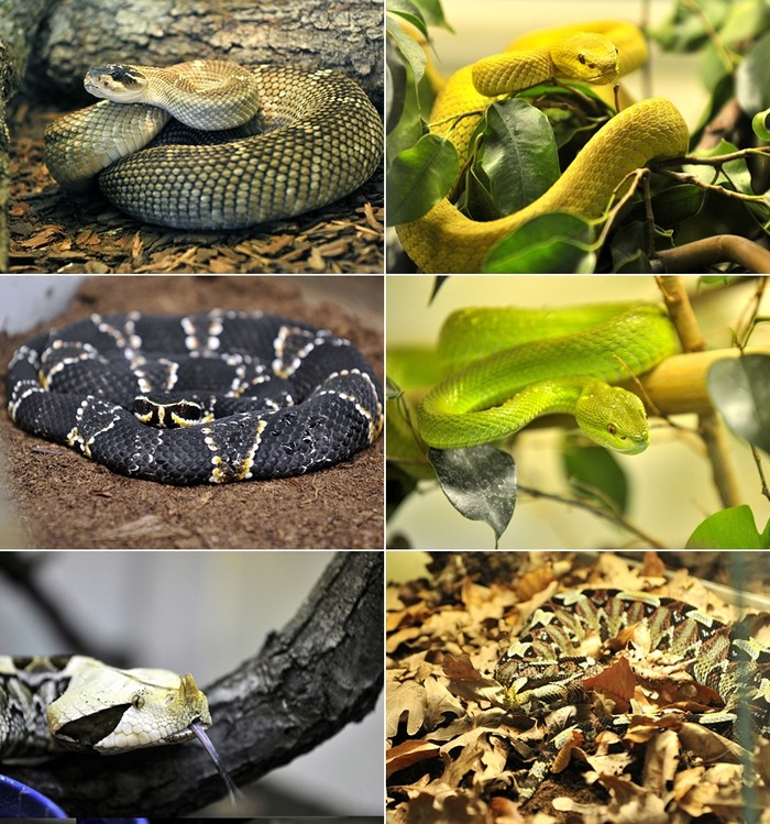 Nove stanovnice zagrebačkog ZOO-a - egzotične zmije