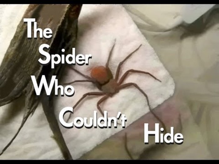 VIDEO: ''Ako ne vidim ja tebe, ne vidiš ni ti mene.'' Urnebesna misija smiješnog pauka