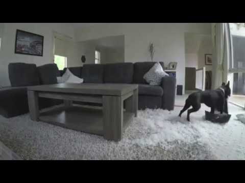 Kuća je bila čista i uredna, sve dok razigrani buldog nije odlučio da sobu treba malo preurediti!