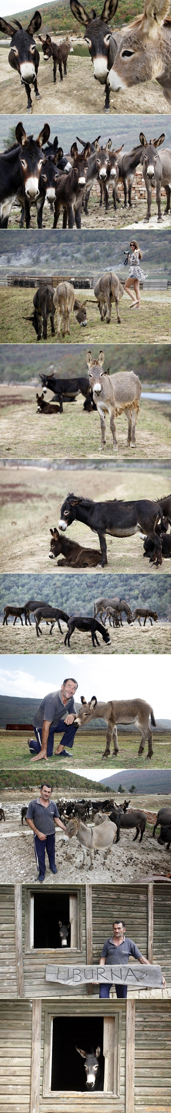 Prekrasni magarci iz doline Raše