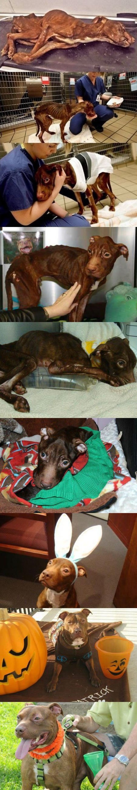 Dirljiva priča o spašavanju psa s ruba smrti