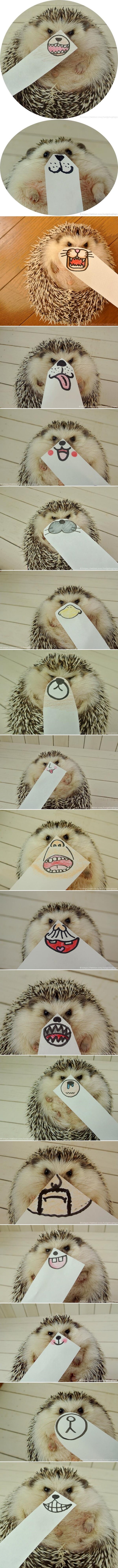 Galerija: Marutaro, ježić s tisuću lica, postao hit Twittera