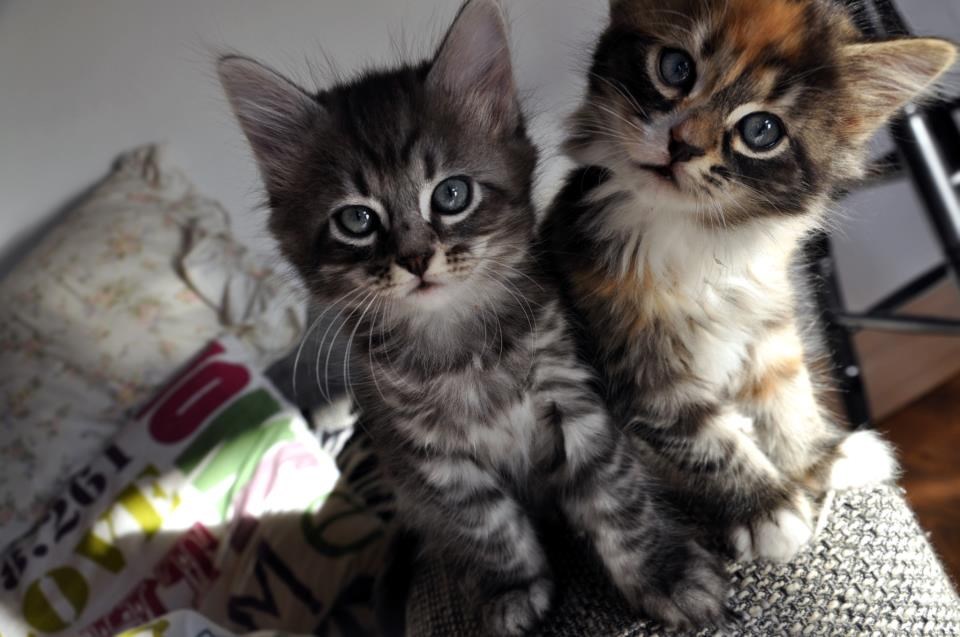 Šta to? Ja maca, ti objasniti