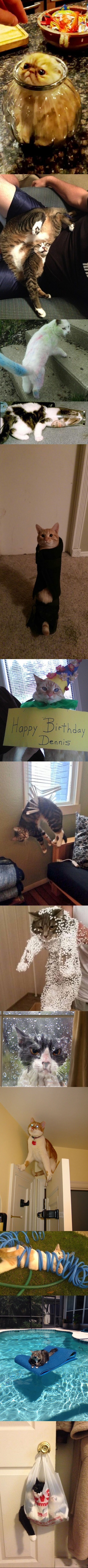 Smiješne fotografije mačaka koje će vam popraviti dan