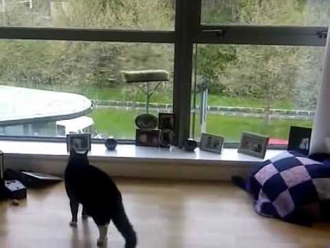 VIDEO: Za nabrijanu macu nema prepreka, smrtni neprijatelj br. 2 mora pasti