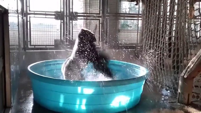 VIDEO Ovaj gorila je postao hit na internetu, njegovom genijalnom plesu u vodi dodaju glazbene pozadine