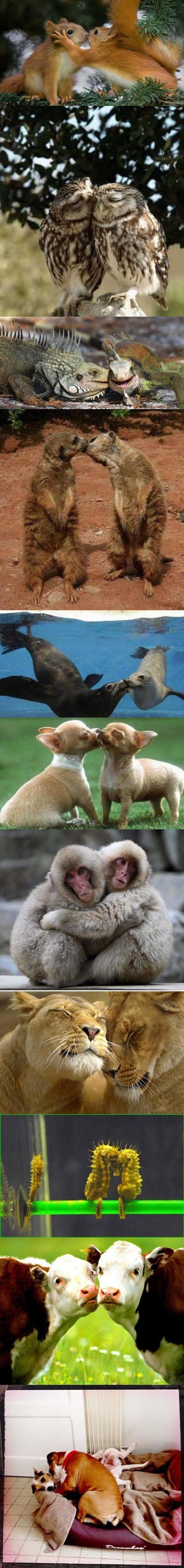 Zaljubljene životinjice uhvaćene u akciji