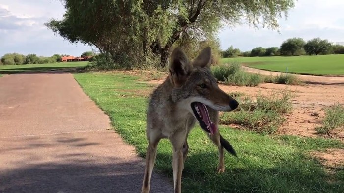 VIDEO Golferima se opasno približio usamljeni kojot, umjesto bježanja odlučili su se za nešto drugo