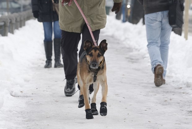 Za njegove šapice nema zime
