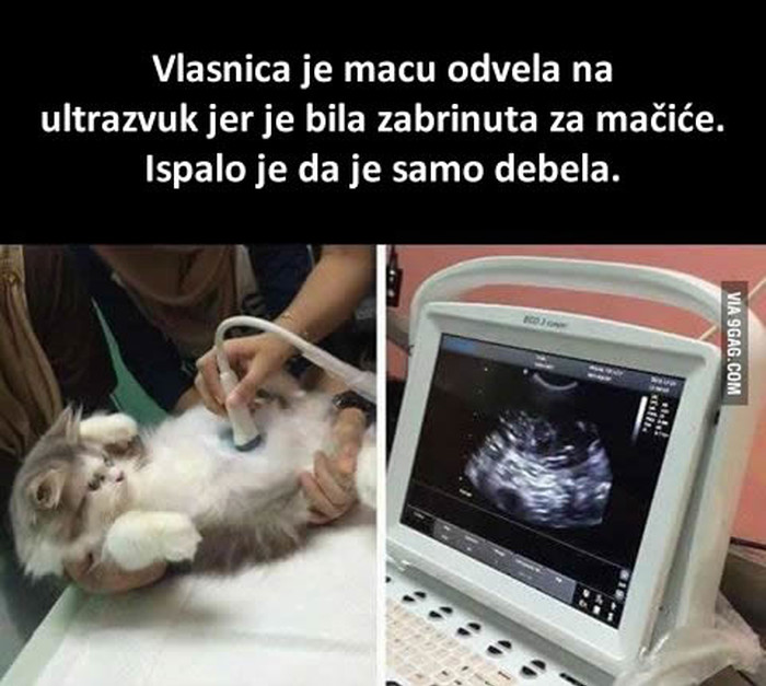 Čudo kod veterinara!