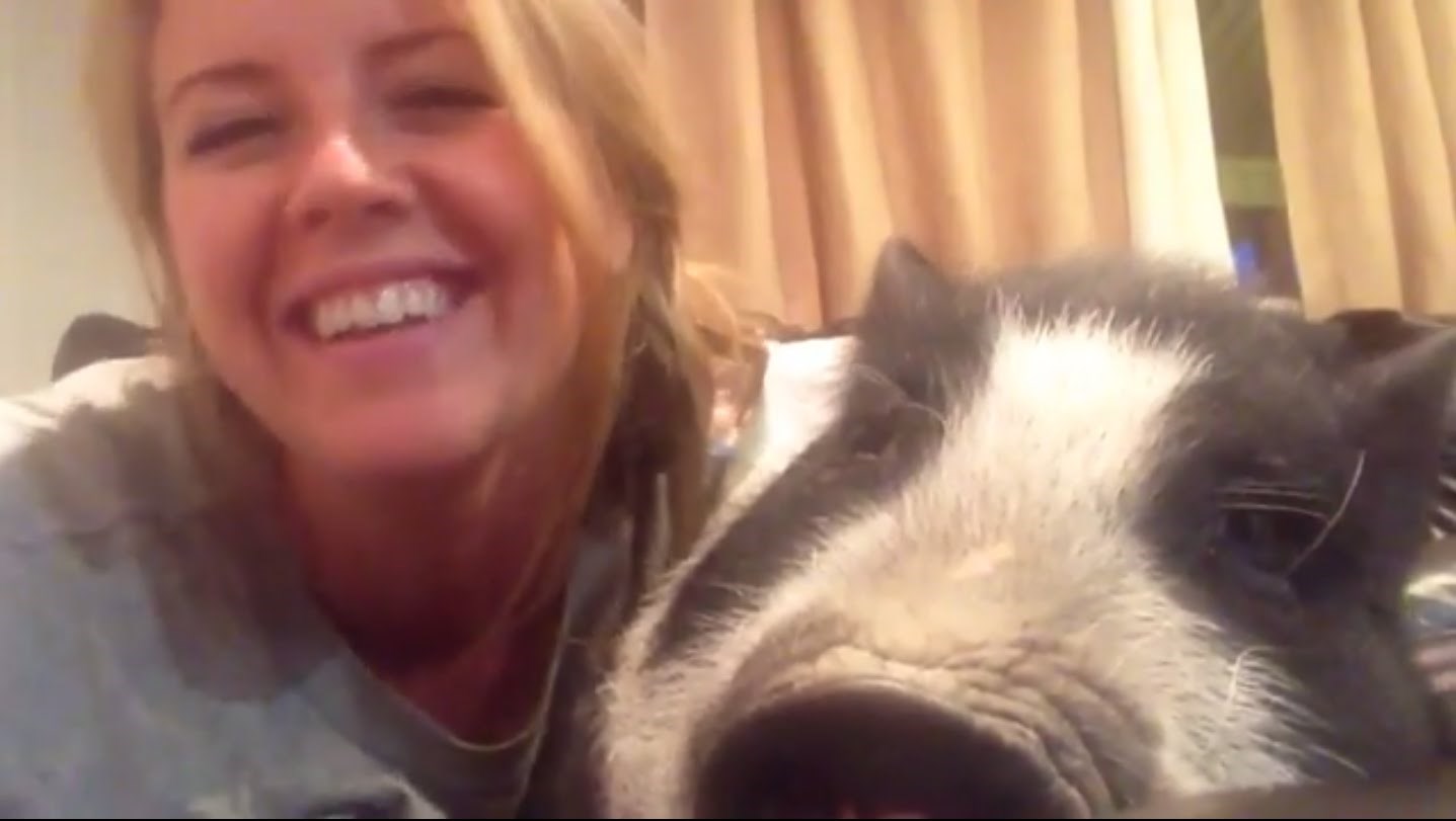 VIDEO: Gunđavo prase negoduje na bilo kakve pokušaje nježnosti