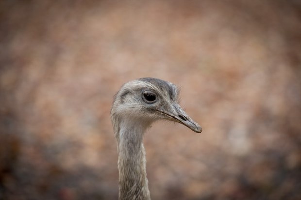 Fotogenični nandu