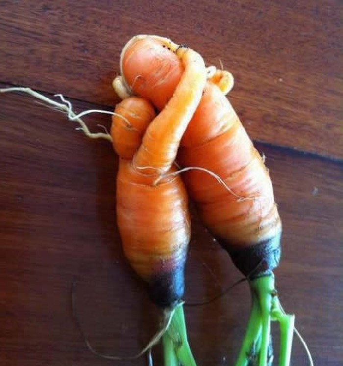 Vegetarijanci, i biljke vole! Mrkve u "zagrljaju"