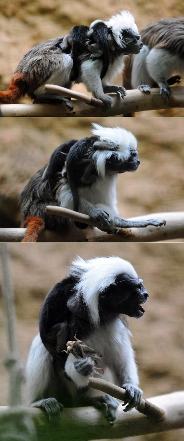 Mali tamarini zajašili tatu - kad već nema konjića za jašiti