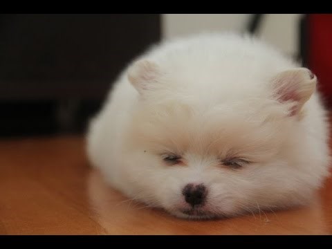 ako vas ovo na natjera da malo dremnete , neće ništa.:))) video