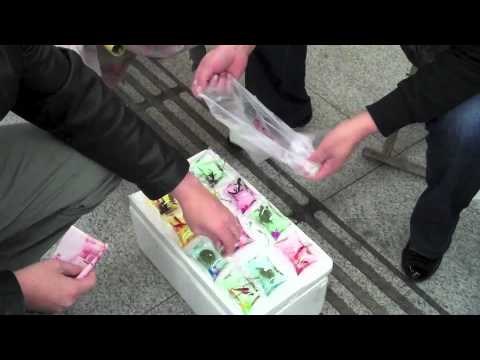 VIDEO: Zarobili ih žive u plastične grobove