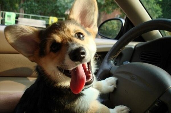 Psić za volanom: Ne mogu do pedala, svi smo mrtvi!
