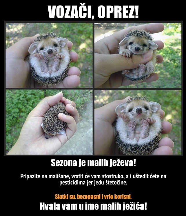 Vozači, pazite na ježiće!