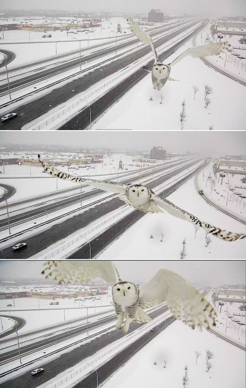 Seksi snježna sova montrealskoj prometnoj kameri pokazala svoje draži