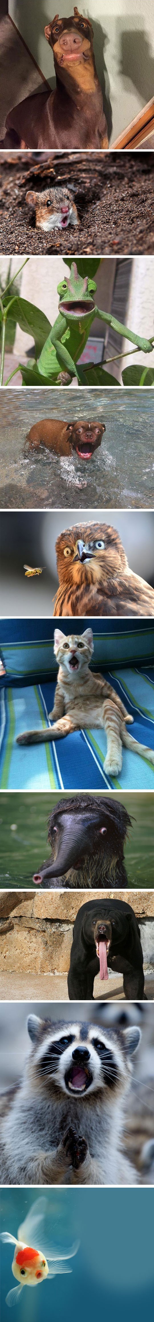 Urnebesne fotografije prestravljenih životinja unijet će dozu smijeha u vaš dan