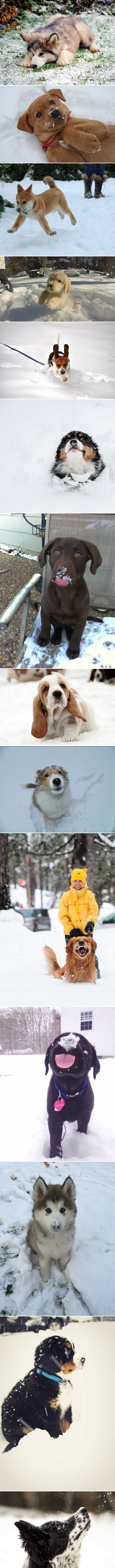 Galerija: Psići prvi put u životu vide snijeg