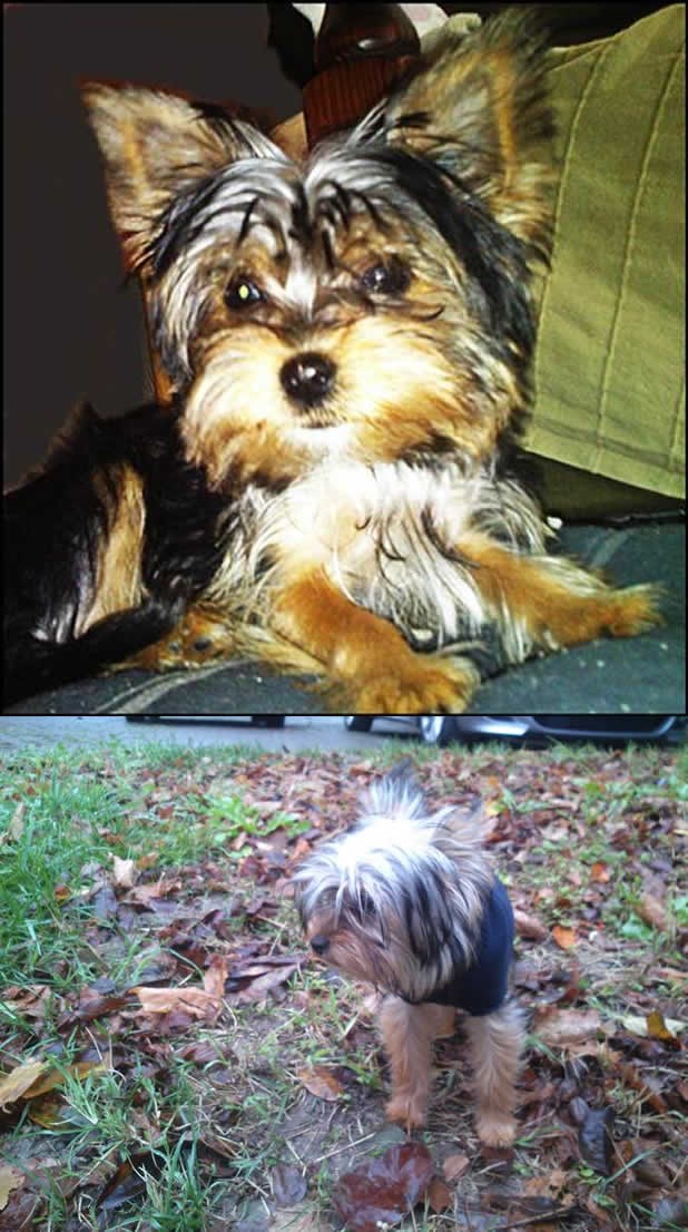 Jeste li vidjeli malenu jorkicu Fionu?