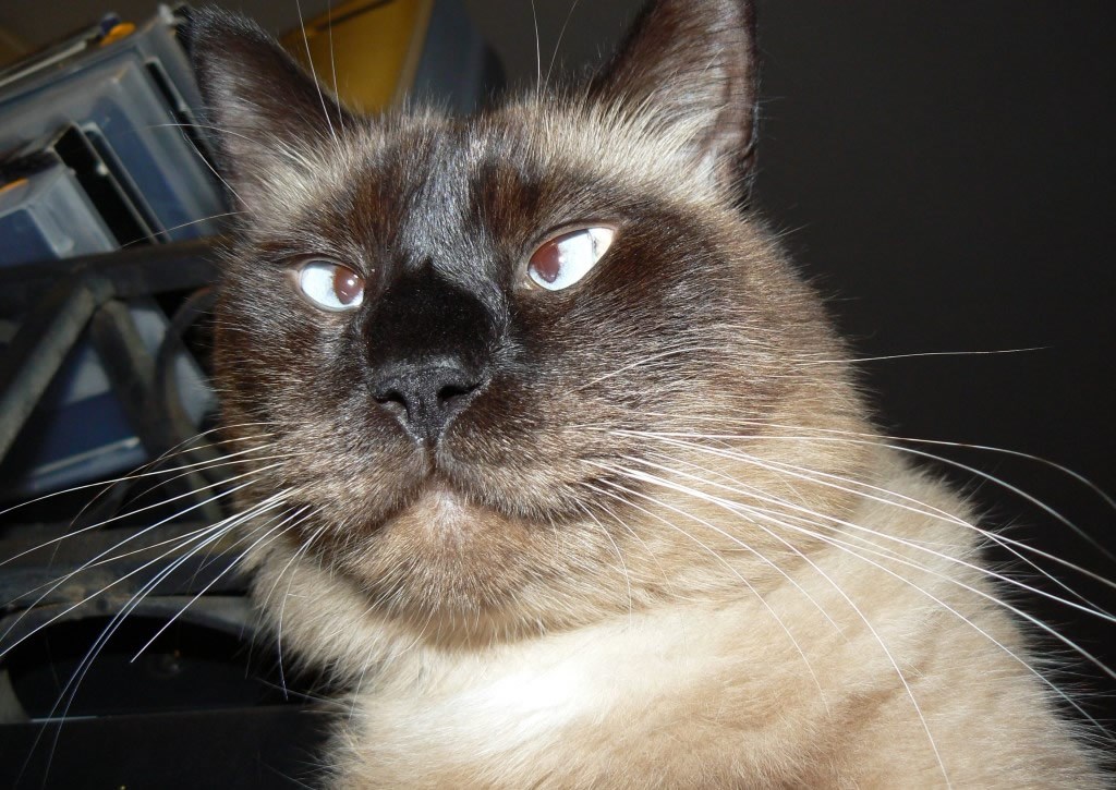 Zadovoljan je jer ga u njegovim očima voli duplo više ljudi