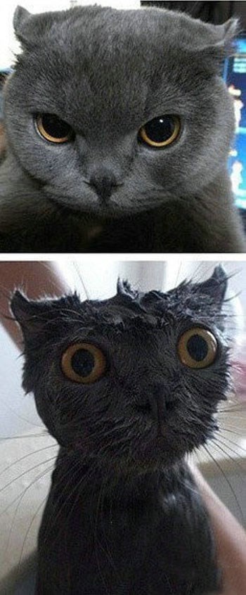 I najveće face među mačkama strefi šok na kupanje