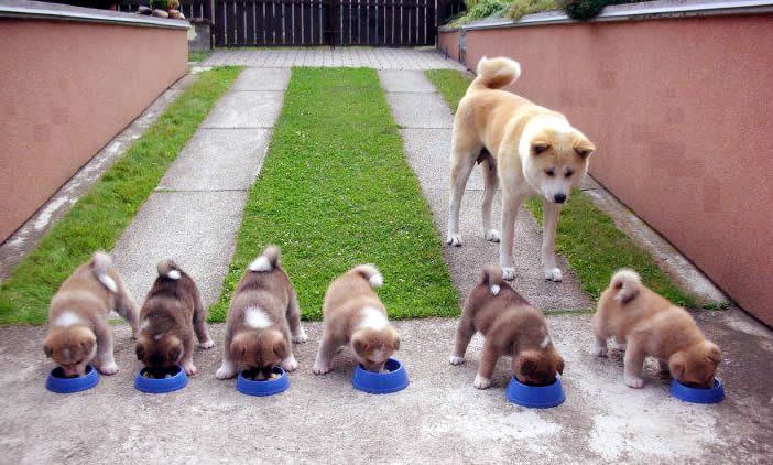 Mama drila kao da su u vojsci!