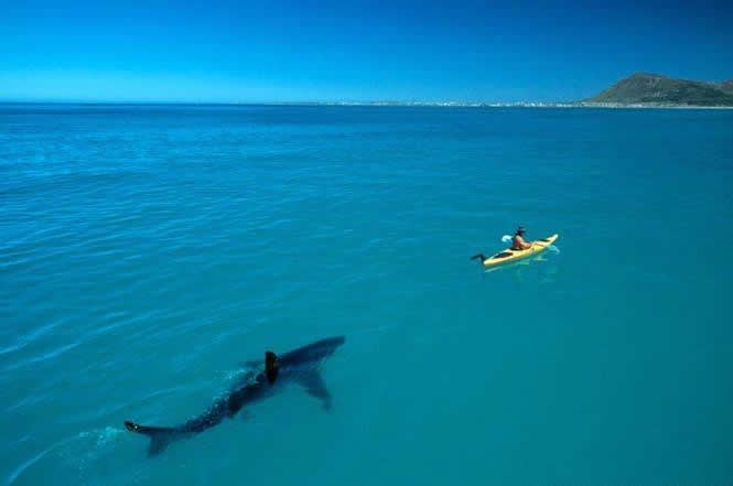 Samo veslaj, ne smeta mi brza hrana