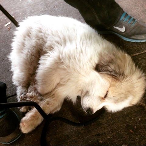 Pokušaj šetnje nakon igre u psećem parku