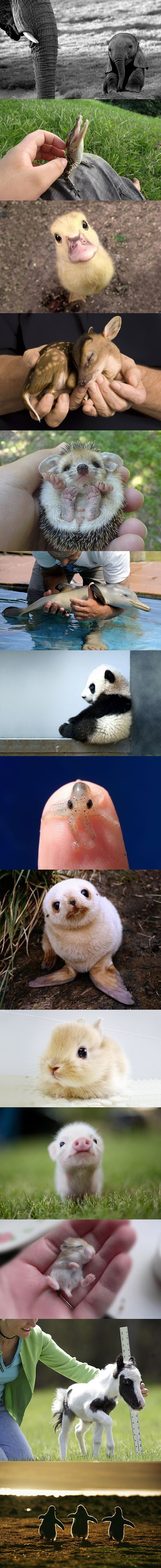 PRIRODA ZNA: Sve što živi je slatko dok je malo, ali kad odraste..