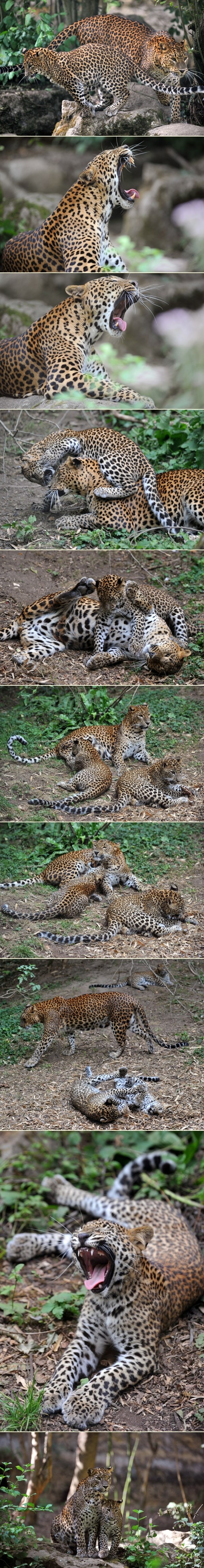 Zaigrani leopardi uživaju u igri