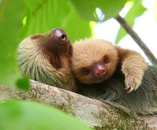 Svako biće na svijetu treba ljubav