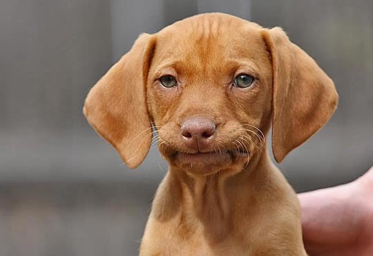 Kad pas skuži da mu je gazda tupson