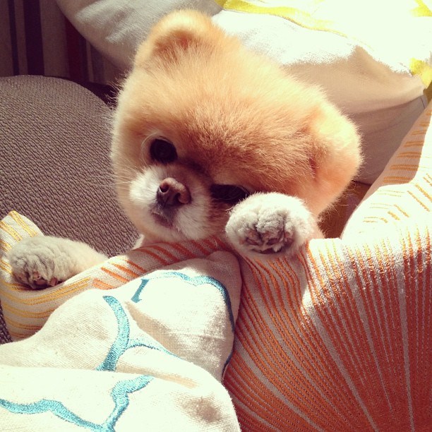 I najslađi psić voli vikend izležavanje