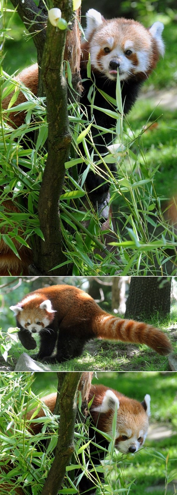 Slatki crveni panda igra se skrivača