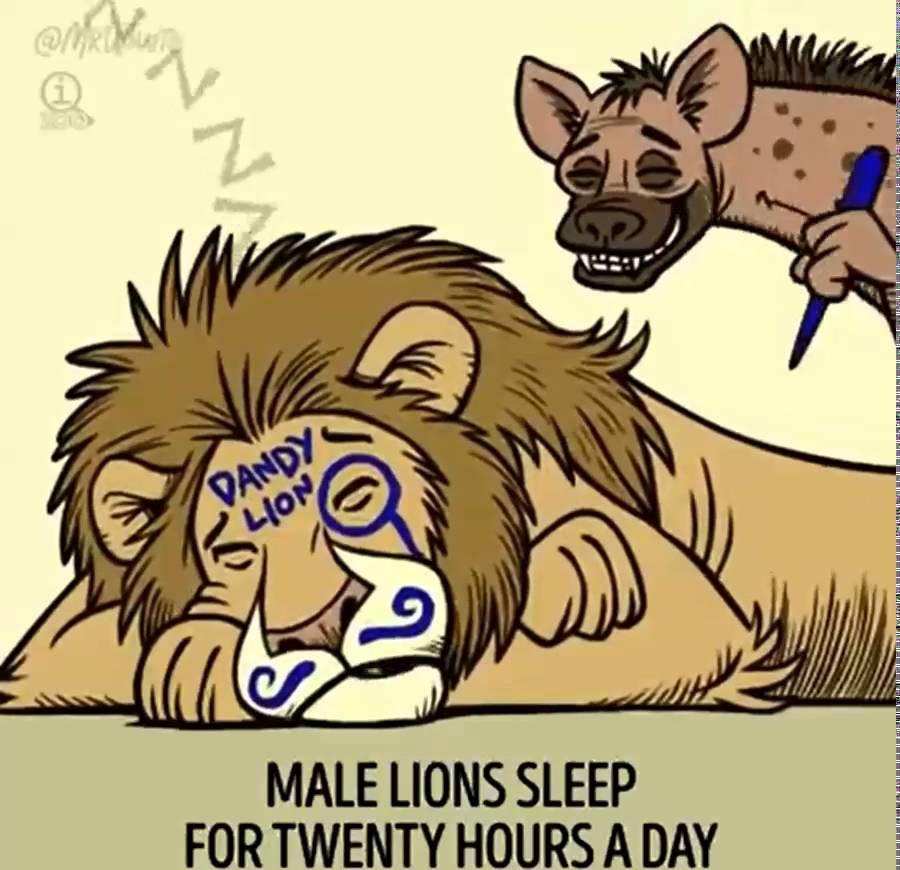 Znate li zašto se vjeverice ljube?