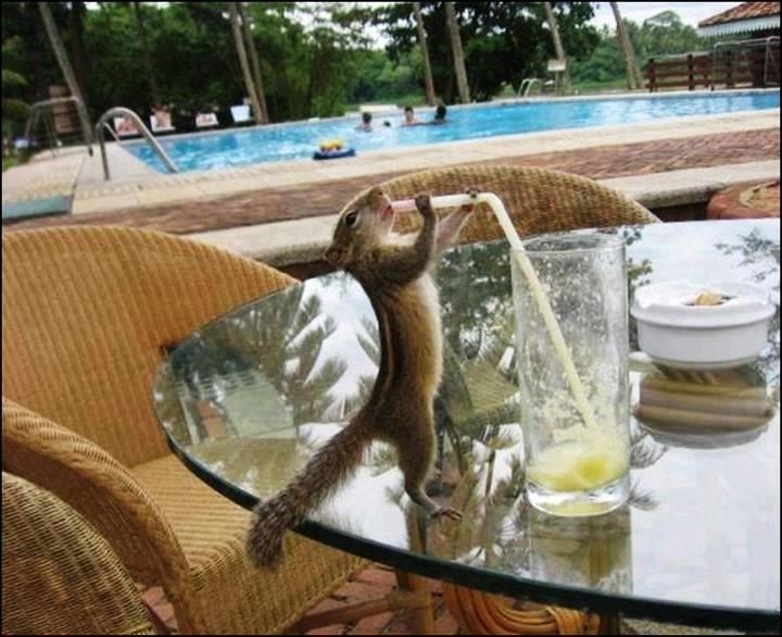 Vjeverac osvojio put u toplice, uživa na terasi