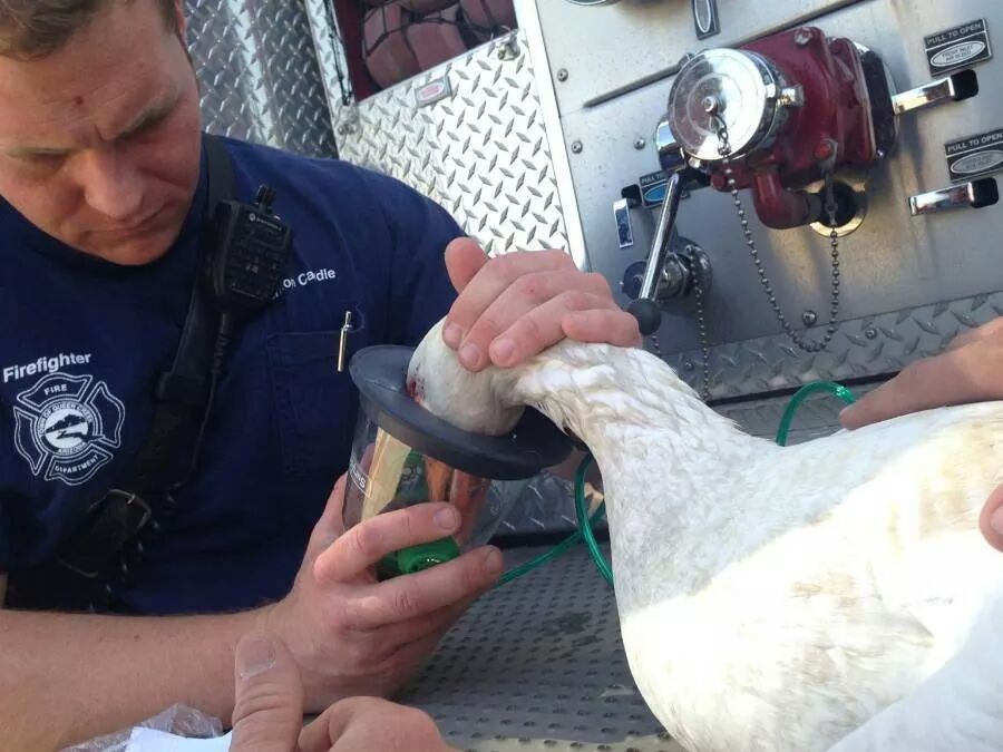 Spasili guskicu iz požara: Eto smisao života, budi dobar