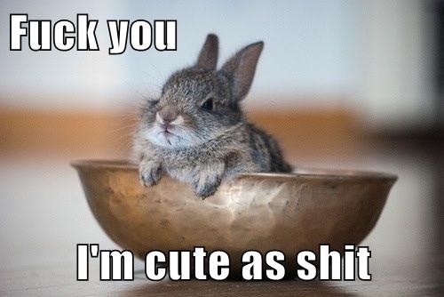 Zeko rastura slatkoćom