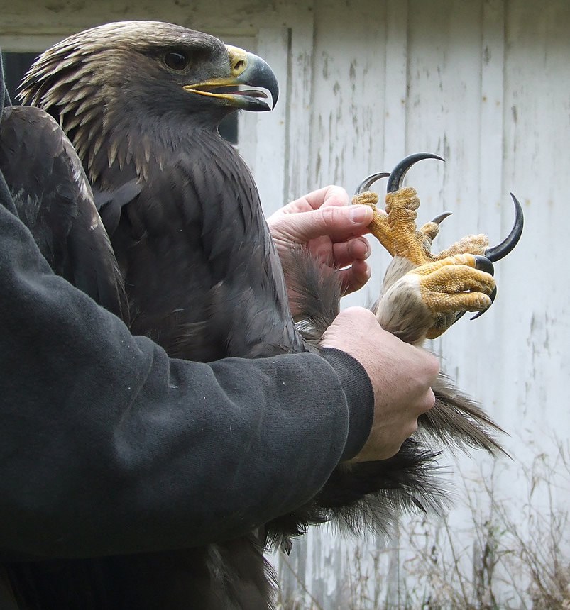 Ptičice, orliću, kakve kandže imaš?