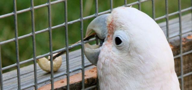 Proždrljiva, ali pametna, papiga naučila koristiti alat