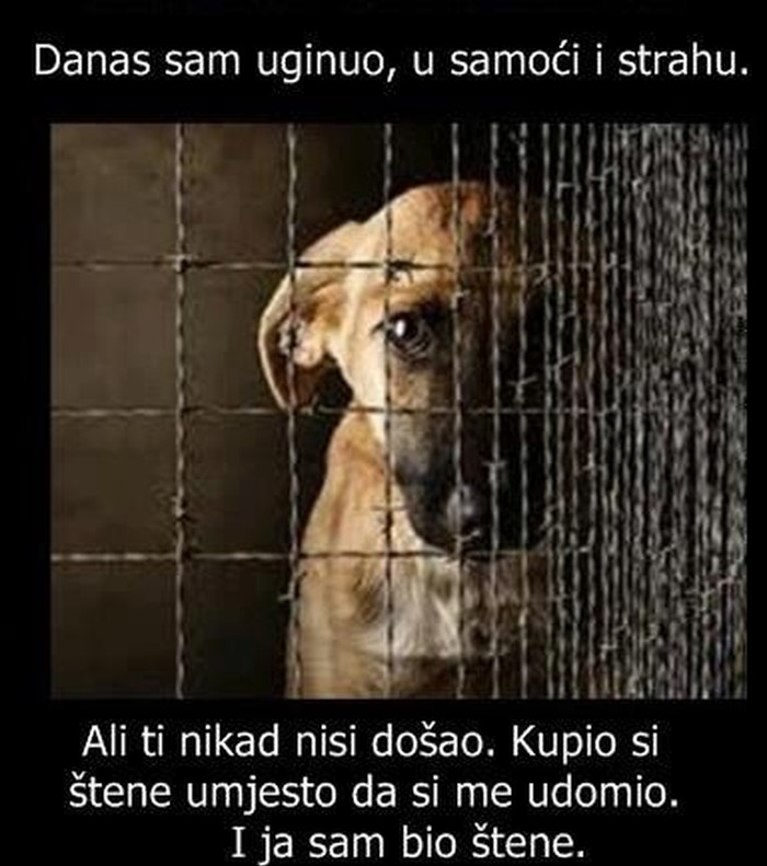Udomi, ne kupuj!