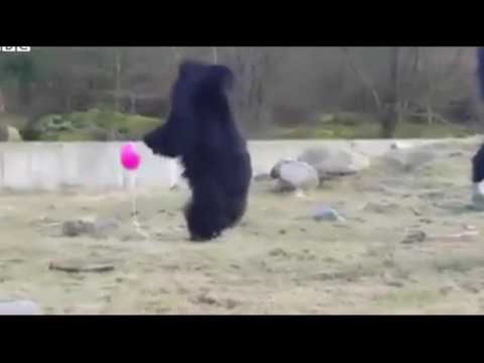 Ogromni medvjedi ostali djeca u duši: Pogledajte kako su zadivljeni rozim balonom!