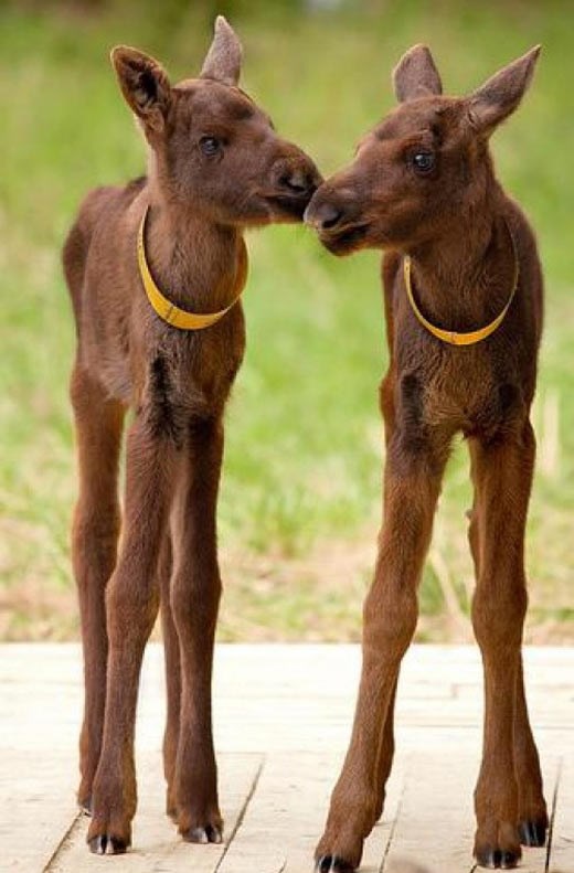 Bebama sobova na dugim bi nogama zavidjela svaka žena