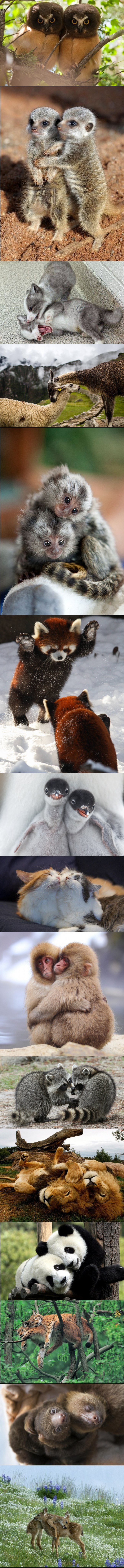 Fotografije koje dokazuju da je bratsko-sestrinska ljubav najljepša i u životinjskom svijetu