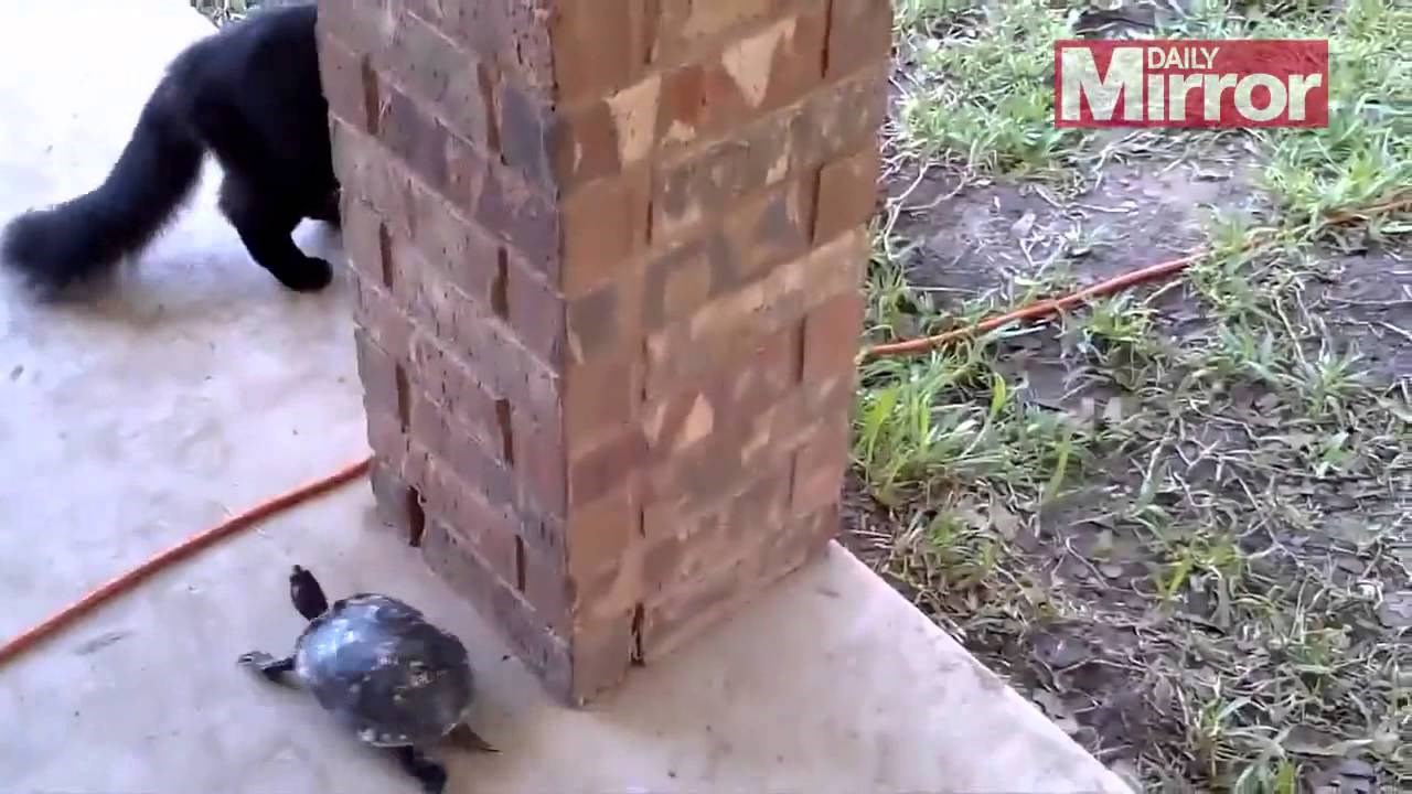 Natječu se kornjača i mačka, nećete vjerovati tko je pobijedio