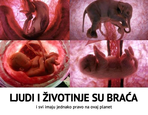 Čovjek nije iznad Prirode, ta moć je samo iluzija