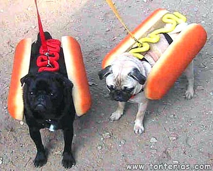 "Hot-dog" lajna